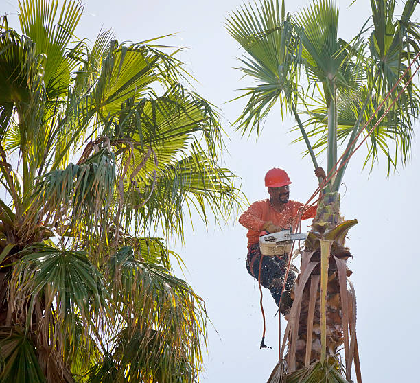 Weston Mills, NY Tree Care Services Company